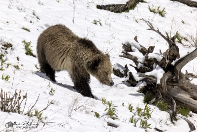Snow and Cub May 2025